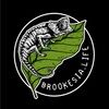 brookesialife